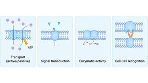 CUSABIO Transmembrane Proteins: Driving Breakthroughs in Therapeutic Antibody Discovery