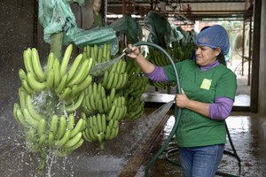 'Safe Farms': Ecuadoraanse bananen beschermd tegen misdaad voor export