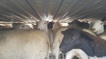 Lambs arrive at Superior Farms Denver packed into a transport truck.