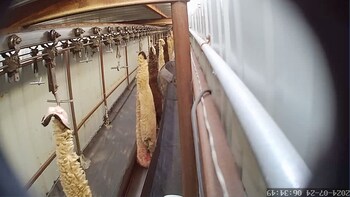 A still image of the bloodied hides of sheep captured from video footage taken inside Superior Farms Denver.