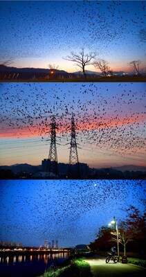 <div>Samho Bamboo Forest in South Korea's Ulsan Namgu: A Haven for Migratory Birds, Where Nature and People Thrive Together</div>