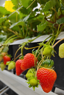 Vertiberry, a leader in sustainable indoor strawberry farming, has chosen Sollum's LED lighting solution for its new facility in L’Assomption, Québec. Expected to be operational by the end of 2024, the greenhouse will serve as a test bed for Vertiberry’s innovative growing methods, which include both strawberry propagation and production. Sollum’s advanced LED lighting system provides precise control over light intensity, spectrum, and timing, essential for optimizing strawberry propagation and berry production. By working closely with Vertiberry, Sollum ensures that the lighting solution supports their unique cultivation methods, resulting in higher yields and energy efficiency. (CNW Group/Sollum Technologies)