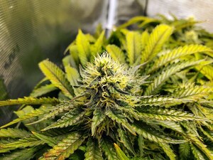 AutofloweringCannabisSeeds.com Announces Limited-Time Sale on Green Bodhi's Exclusive Seeds