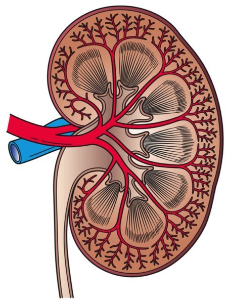 Researchers developed a biosensor that uses affinity peptides to detect symmetric dimethylarginine (SDMA), an early marker of kidney problems. The sensor measures SDMA levels in urine with high accuracy, making it a practical and cost-effective tool for early diagnosis and monitoring.