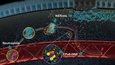 CPa9-HNE identifies true neutrophil activation, measured in the blood