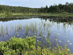 Ducks Unlimited Canada conserves vital urban habitat in St. John's