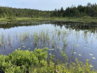 This week we celebrated the conservation of Empire Avenue Wetland with supporters in St. John’s visiting the wetland, walking the trail and talking about the importance of these ecosystems to towns and cities. (CNW Group/Ducks Unlimited Canada)