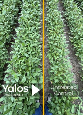 US field trials: Soybean treated with Yalos® on the left shows increased plant vigor, leading to better plant health and increased yield, in comparison to untreated plants on the right.