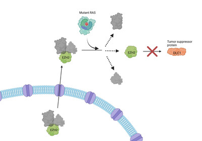 Caption: Mutant RAS helps release EZH2 from a protein complex transported from the nucleus to the cytoplasm. Once released, EZH2 facilitates the breakdown of the DLC1 tumor suppressor protein, leading to uncontrolled tumor growth. Credit: NCI via biorender.com
Alt tag  - illustration of RAS protein activity