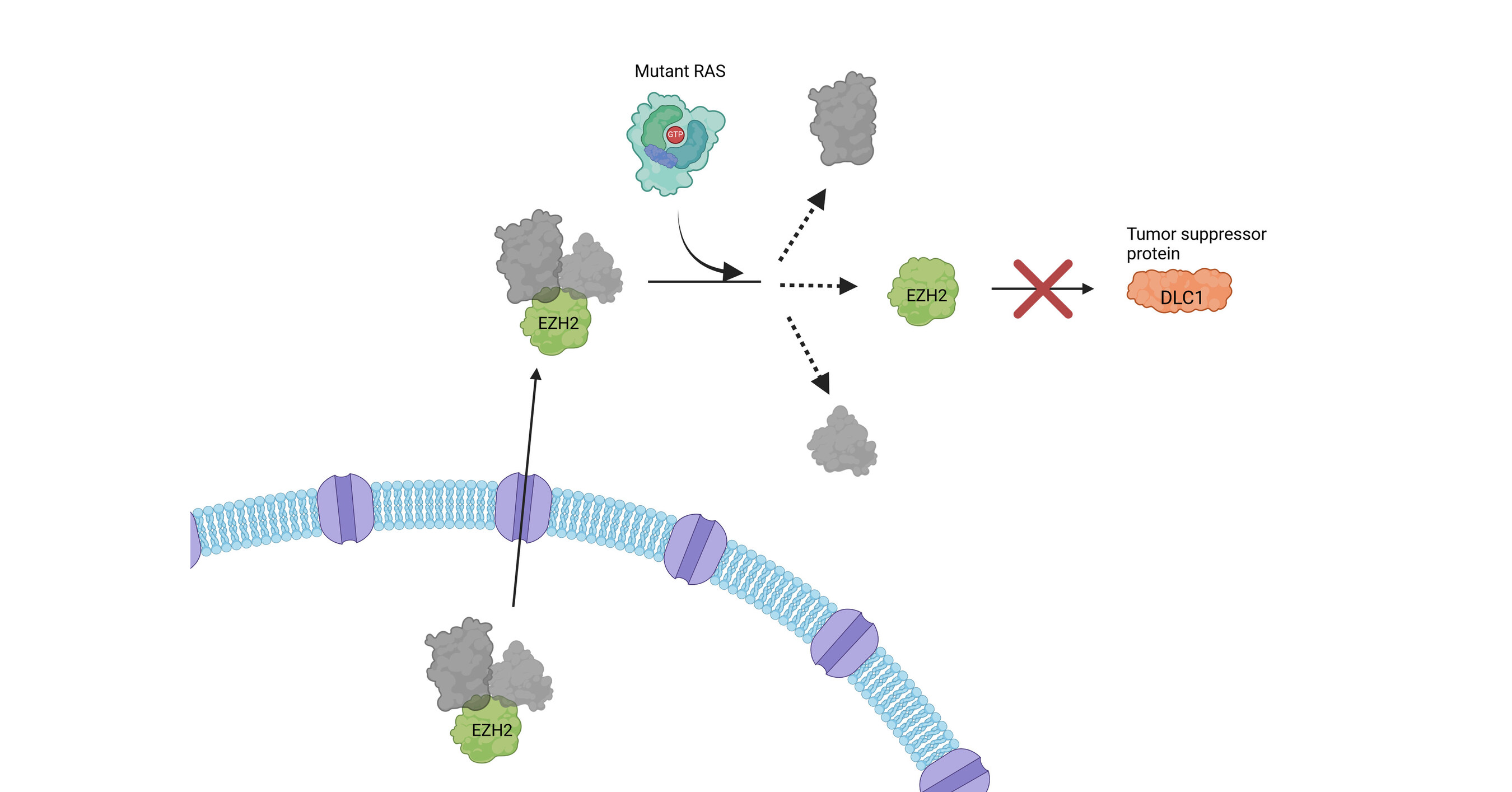 Researchers uncover new role of mutant proteins in some of the deadliest cancers