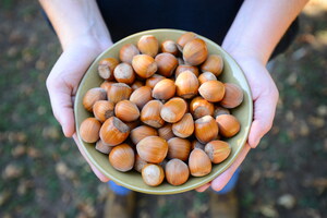 Ferrero invests in U.S. hazelnut farming with research grants to Rutgers University and Oregon State University programs