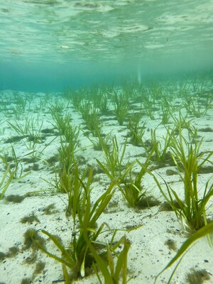 Vallisneria americana planted in Silver Glen/Lake George