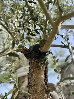 Successful Grafting of a Monumental Olive Tree - A.M.O. Puglia