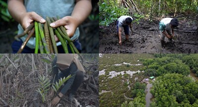 <div>CNN's Going Green highlights conservation group Planet Indonesia's efforts to revitalize mangrove forests and empower coastal communities</div>