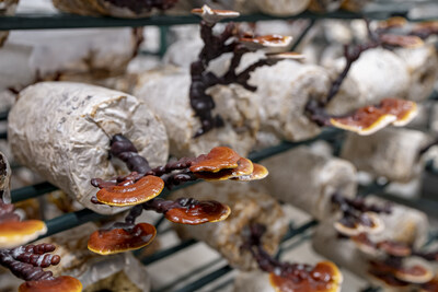 Inside Mushroom Farming (PRNewsfoto/Trade Estonia)