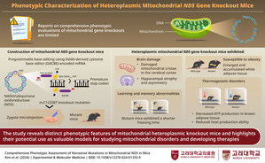 Korea University Study Links Mitochondrial Dysfunction to Cognitive-Metabolic Impairments