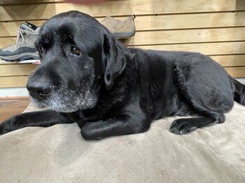 Store dog "Boss". Most popular member of the team!