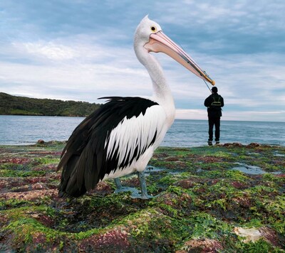 ©Justin Mendoza（Filipinas) - “Pick a Beak” (Elige un pico)丨HUAWEI P30 Pro