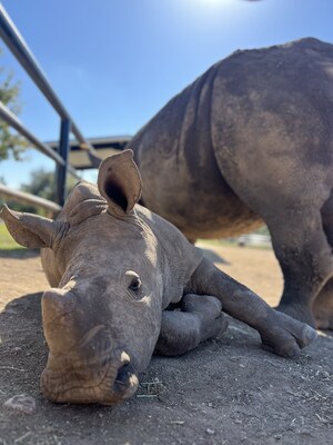 Rudy, a southern white rhinoceros, was born on September 2 at Natural Bridge Wildlife Ranch (NBWR). Rudy is the second rhino born within a year at NBWR, a feat for their rhino breeding program and a critical success in the ongoing worldwide conservation efforts to protect this vulnerable species.