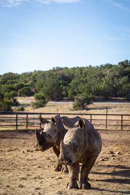 Agnes and Cora, two young female southern white rhinoceros, now call Natural Bridge Wildlife home. In September, NBWR was granted United States Fish and Wildlife Service permits to import Agnes and Cora in collaboration with a facility in Namibia.