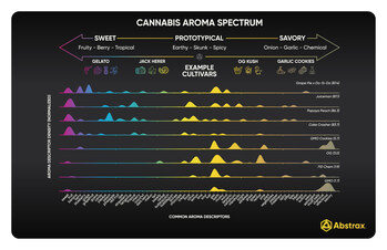 Sensei Pyramid Chart Front