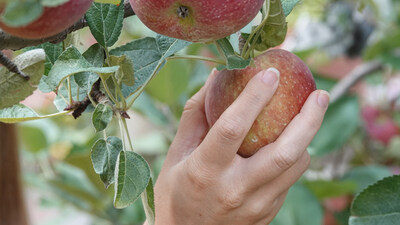 At Puratos, we're committed to #FoodInnovationForGood. 

This past fall, we had an incredible time at our first apple #FruitExperience in New Jersey! From apple picking to exploring the latest trends in fruit fillings, it was a day full of tasting, learning and innovation. Thank you to our amazing customers and partners for joining us on our path to healthier lives.