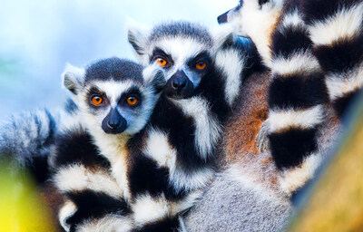 Madagascar (PRNewsfoto/Frommer's)