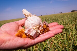 Purity, Potency of Pharmactive's Aged Black Garlic Affirmed by Analytical Fingerprints