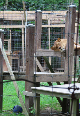 Lion at an Ontario roadside zoo. Some of these under-regulated facilities will house social animals, like female lions, in solitary confinement. Photo: World Animal Protection, 2022. (CNW Group/World Animal Protection)