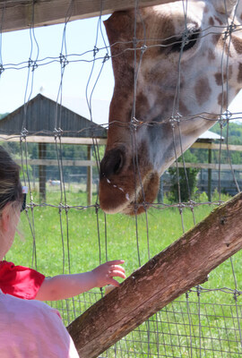 Unsafe animal interactions are commonplace at a roadside zoos in Ontario. (C) World Animal Protection, 2023. (CNW Group/World Animal Protection)