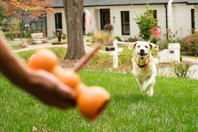 Bully sticks in a Bow Wow Buddy make Turnip come running, ready to chew.