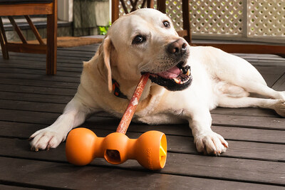 Energetic Yellow Labrador, Turnip, safely satisfying his natural desire to chew.