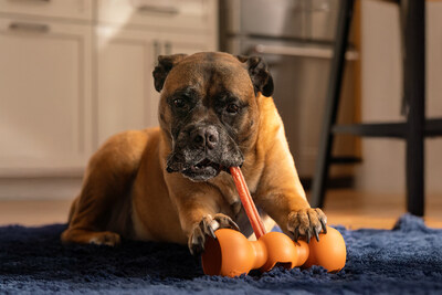 For power chewers like Dude, a Bullmastiff, the Bow Wow Buddy provides a gratifying chewing experience.