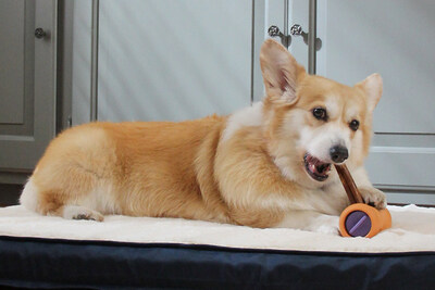 Chewing collagen sticks in the Bow Wow Buddy safety device keeps Gracie calm and occupied.
