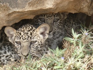 ROYAL COMMISSION FOR ALULA'S ARABIAN LEOPARD CONSERVATION PROGRAMME WELCOMES BIRTH OF RARE TRIPLETS