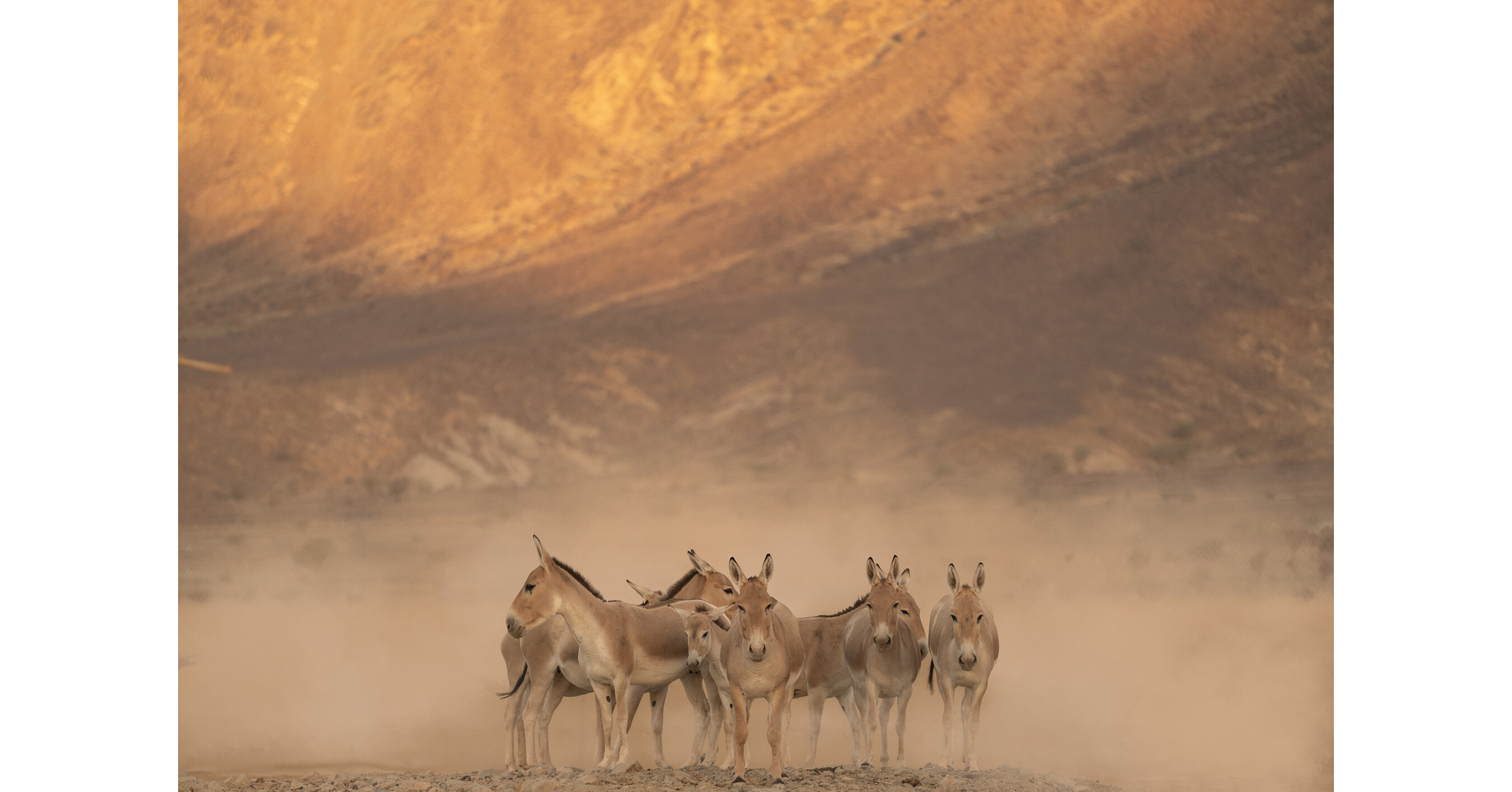 Prince Mohammed bin Salman Royal Reserve brings back the Onager to the Kingdom of Saudi Arabia after 100+ year absence