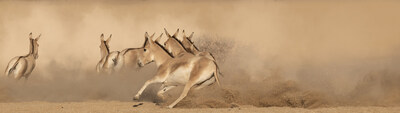 Prince Mohammed bin Salman Royal Reserve brings back the Onager to the Kingdom of Saudi Arabia after 100+ year absence