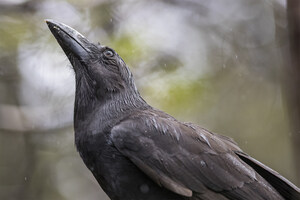 Five 'Alalā Raised by San Diego Zoo Wildlife Alliance Released on Maui for the First Time Ever