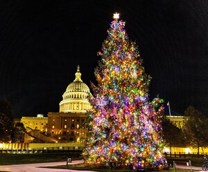 The 2024 U.S. Capitol Christmas Tree Lights Up Washington D.C. This Holiday Season