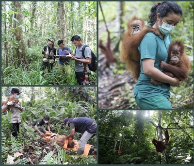 Landslides Strike Orangutan Rehabilitation Center