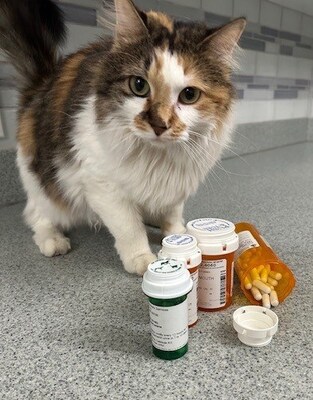 <div>Can I Take My Pet's Medication?</div>