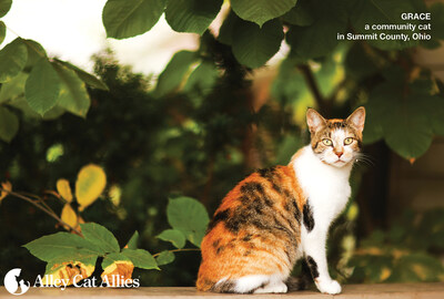 Biscuit, a community cat in Summit County, Ohio.