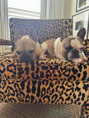 Heather McMahan’s French Bulldogs Rigatoni and Macaroni