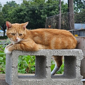 Alley Cat Rescue Partners With Mountain View Humane to Help Community Cats in Roanoke, VA