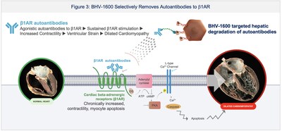 Figure 3: Autoantibodies target the b1-adrenergic receptor (b1AR) to cause cardiac dilation and heart failure.1 BHV-1600 selectively removes autoantibodies to b1AR, and has been dosed in humans, with recent FDA alignment on a clinical development program to most efficiently deliver a potentially transformative therapeutic to patients with peripartum cardiomyopathy.