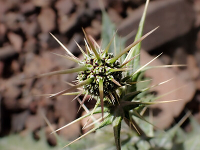 The newly discovered globe thistle (Echinops spa ff glaberrimus) in Prince Mohammed bin Salman Royal Reserve from the Asteraceae family