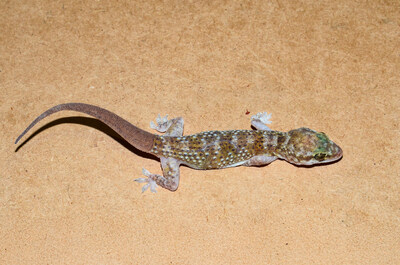 Newly discovered gecko Hemidactylus sp, in Prince Mohammed bin Salman Royal Reserve 