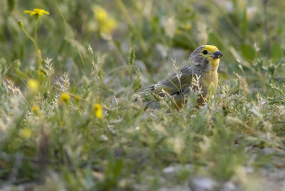 The Vulnerable Syrian serin has been recorded in the Reserve as a new global range extension