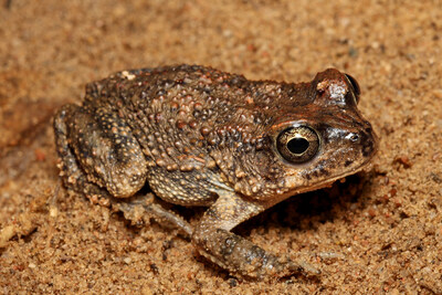 The Arabian toad is the only amphibian recorded in Prince Mohammed bin Salman Royal Reserve to date