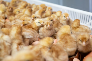 NestFresh Welcomes the First In-Ovo Sexed Flock in the U.S., Marking a Historic Milestone in Animal Welfare